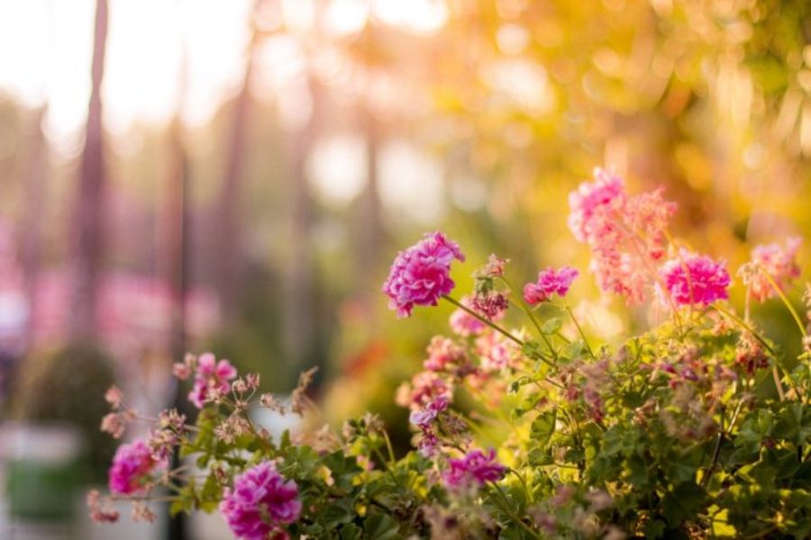 5 Late-Summer Gardening Tips