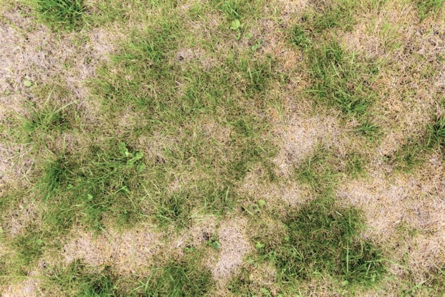 Recognizing Turf Damage in Your Idaho Lawn and How to Improve it